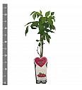 Rubus idaeus Autumn Bliss C2 Lit. 30-40 cm