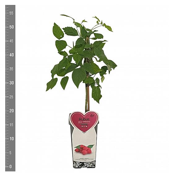 Rubus idaeus Willamette C2 Lit. 30-40 cm
