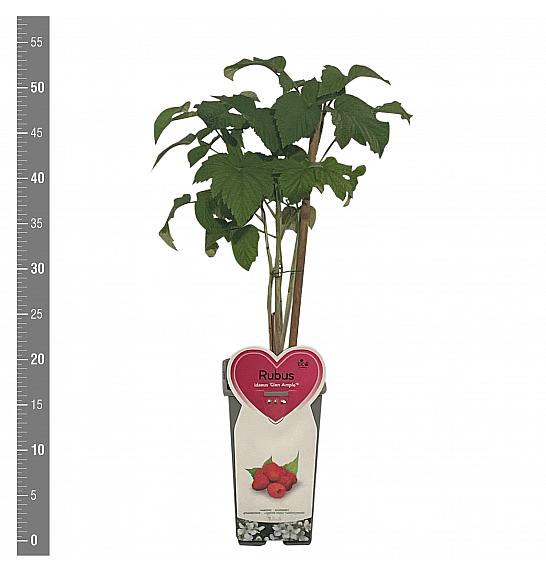 Rubus idaeus Glen Ample C2 Lit. 30-40 cm