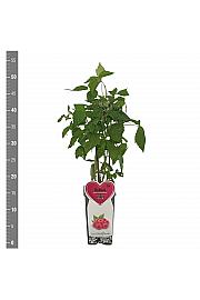 Rubus idaeus Schoenemann C2 Lit. 30-40 cm