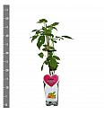 Rubus idaeus Golden Everest C2 Lit. 30-40 cm