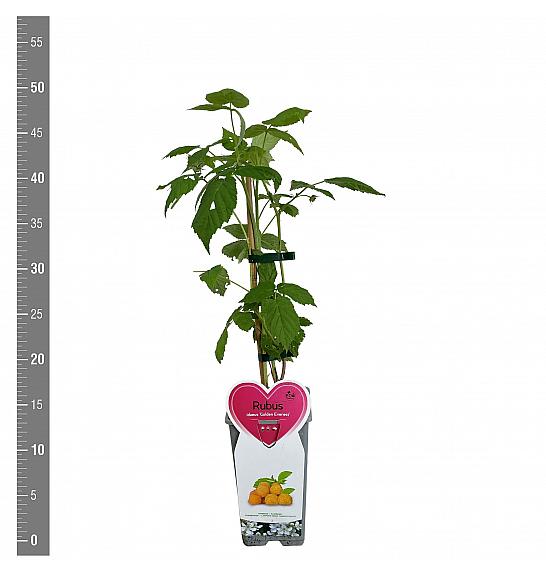 Rubus idaeus Golden Everest C2 Lit. 30-40 cm