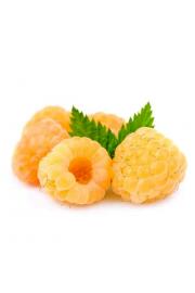 Rubus idaeus Golden Everest C2 Lit. 40-60 cm (25112)