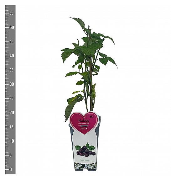 Rubus idaeus Glen Coe C2 Lit. 30-40 cm