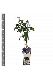 Rubus fruticosus Triple Crown C2 Lit. 30-40 cm