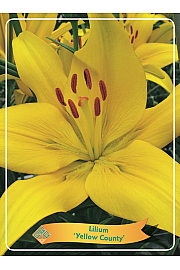 Lilium Yellow County Ø11