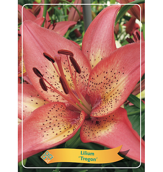 Lilium Trogon Ø11