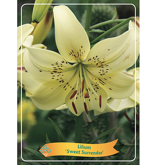Lilium Sweet Surrender Ø11