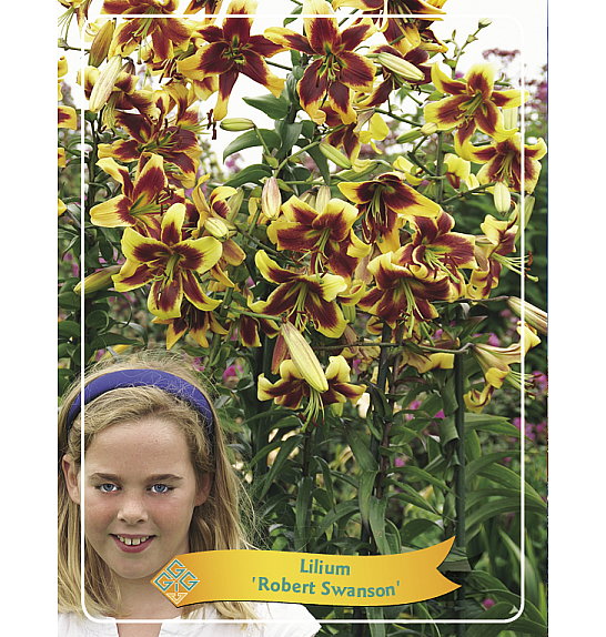 Lilium Robert Swanson Ø11