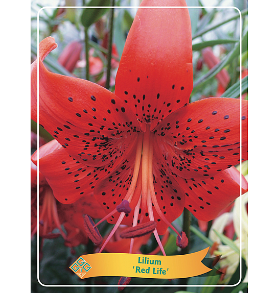 Lilium Red Life Ø11