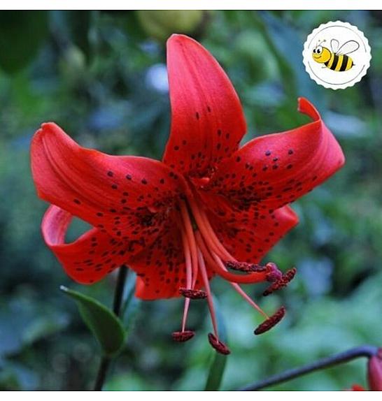 Lilium Red Life Ø11