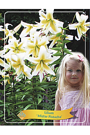 Lilium Mister Pistache Ø11