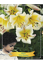 Lilium Miss Peculiar Ø11