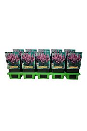 Liatris spicata Kobold Ø11