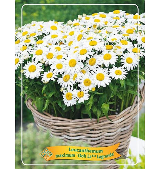 Leucanthemum maximum Ooh La™ Lagrande Ø11