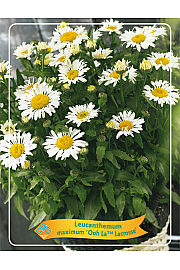 Leucanthemum maximum Ooh La™ Lacrosse Ø11