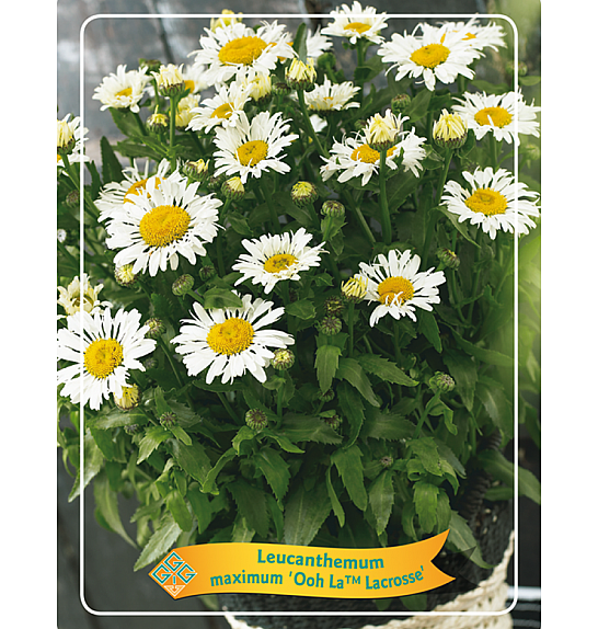 Leucanthemum maximum Ooh La™ Lacrosse Ø11