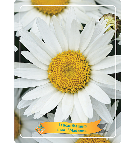 Leucanthemum max. Madonna Ø11