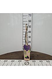 Rubus fruticosus Loch Ness C2 Lit. 30-40 cm BIO