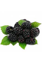 Rubus fruticosus Loch Ness C2 Lit. 40-60 cm (25565)