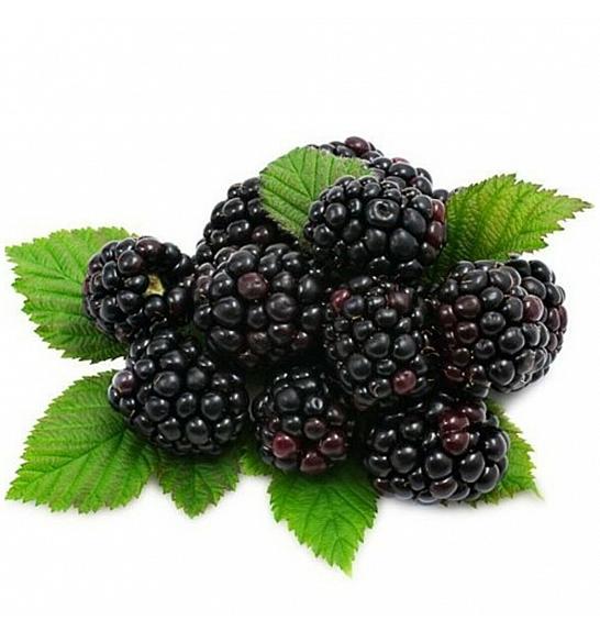 VE-BO FRUIT Rubus fruticosus Loch Ness