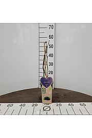 Rubus fruticosus Chester Thornless C2 Lit. 30-40 cm BIO