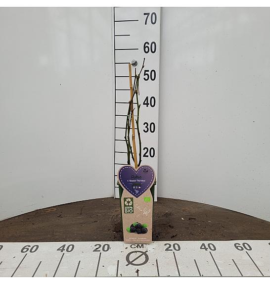 Rubus fruticosus Chester Thornless C2 Lit. 30-40 cm BIO