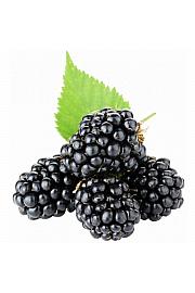 Rubus fruticosus Chester Thornless C2 Lit. 40-60 cm (47662)
