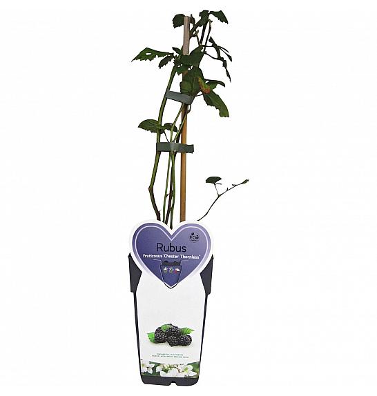 Rubus fruticosus Chester Thornless C2 Lit. 30-40 cm