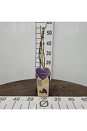 Rubus fruticosus Black Satin C2 Lit. 30-40 cm BIO