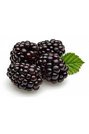 Rubus fruticosus Dirksen C2 Lit. 30-40 cm