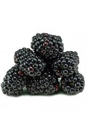 Rubus fruticosus Black Satin C2 Lit. 40-60 cm