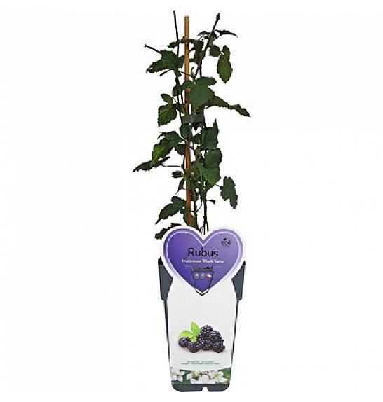 Rubus fruticosus Black Satin C2 Lit. 30-40 cm