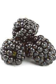 Rubus fruticosus Quachita C2 Lit. 40-60 cm