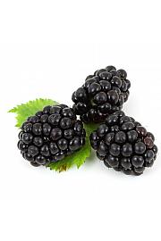Rubus fruticosus Little black prince C2 Lit. 30-40 cm