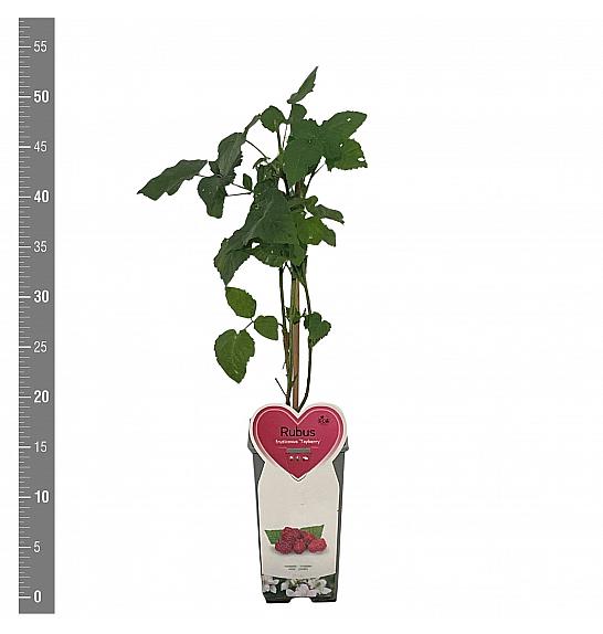 Rubus Buckingham Tayberry C2 Lit. 30-40 cm