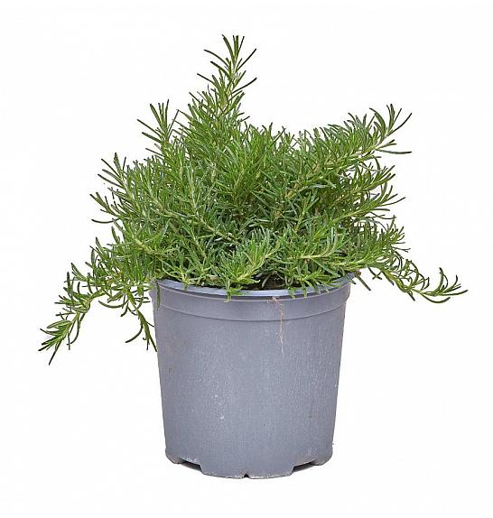 Rosmarinus prostratus Ø19