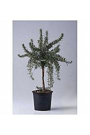 Rosmarinus prostratus Ø14 Na Steblu 20 cm