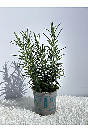 Rosmarinus officinalis Ø9