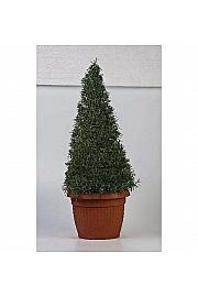 Rosmarinus officinalis Ø35 piramida