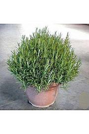 Rosmarinus officinalis Ø30
