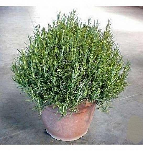 Rosmarinus officinalis Ø30