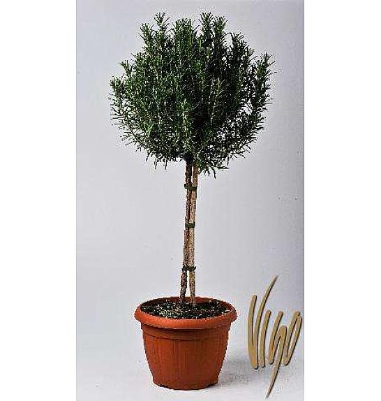 Rosmarinus officinalis Ø24 Na Steblu 40 cm