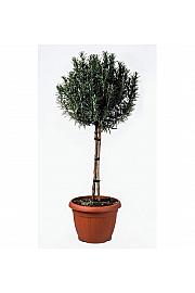 Rosmarinus officinalis Ø24 Na Steblu 40 cm