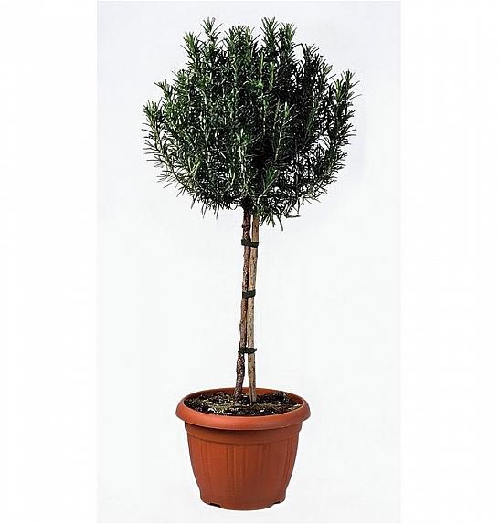 Rosmarinus officinalis Ø24 Na Steblu 40 cm