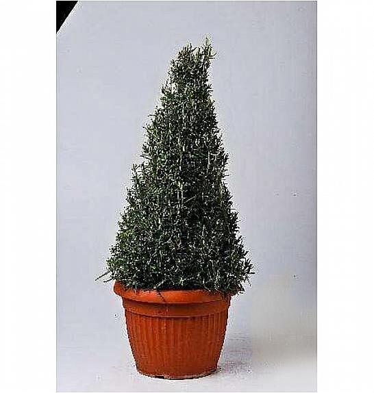 Rosmarinus officinalis Ø25 piramida