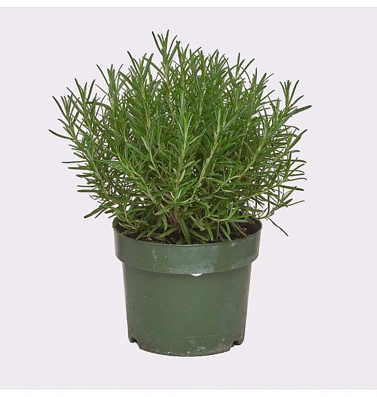 Rosmarinus officinalis Ø19