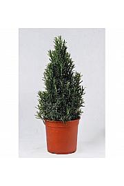 Rosmarinus officinalis Ø18 piramida
