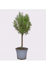 Rosmarinus officinalis Ø14 Na Steblu 20 cm