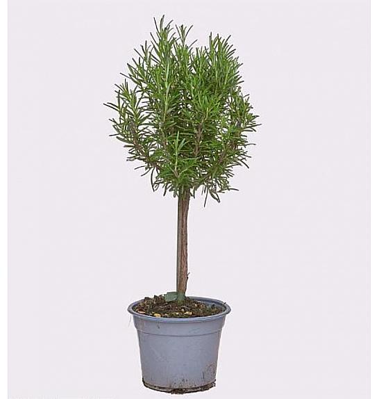 Rosmarinus officinalis Ø14 Na Steblu 20 cm